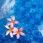 flor e piscina