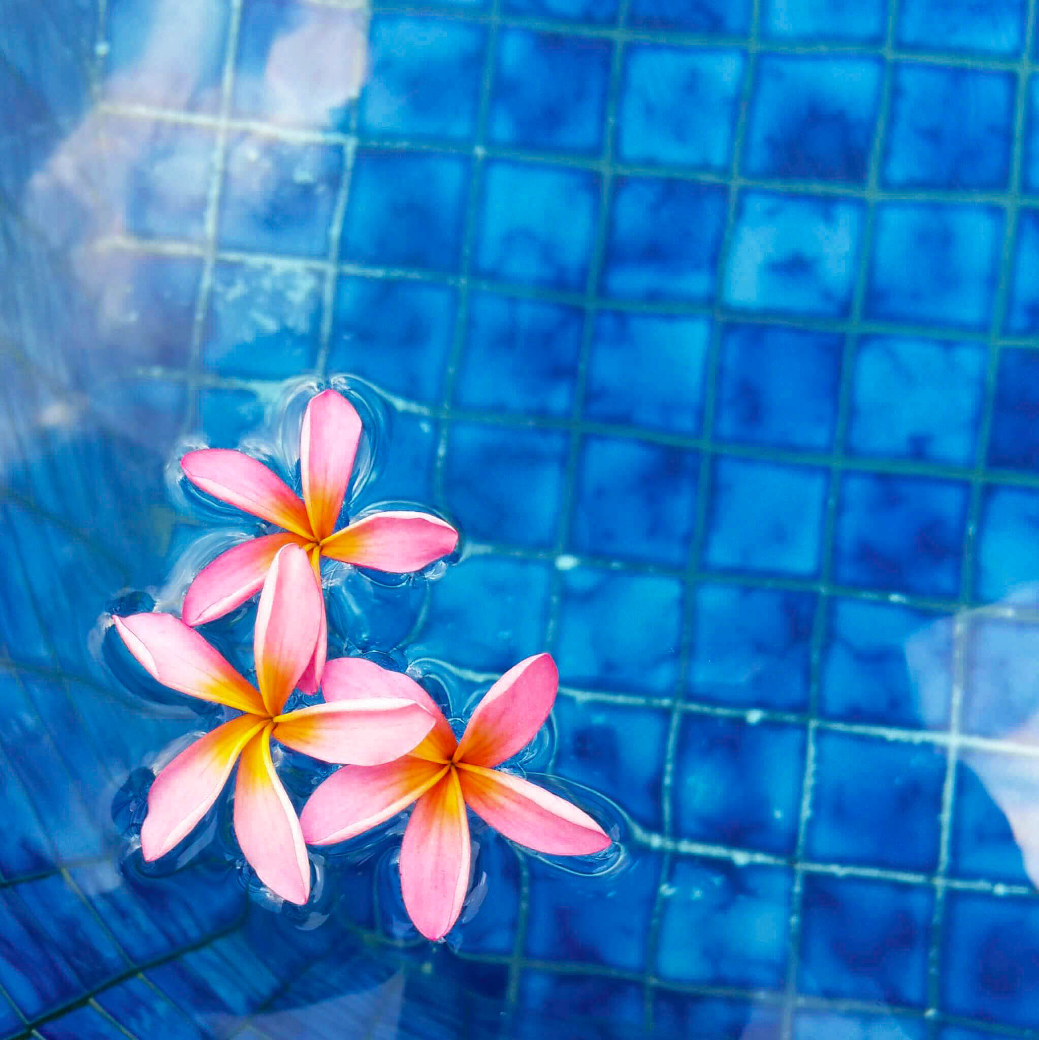 flor e piscina