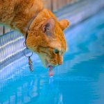 gato e piscina