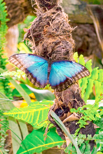 borboleta